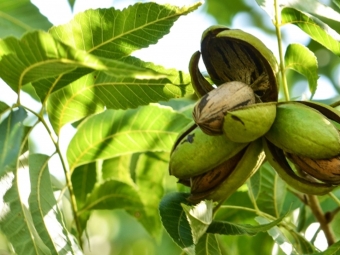 Noz Pecan