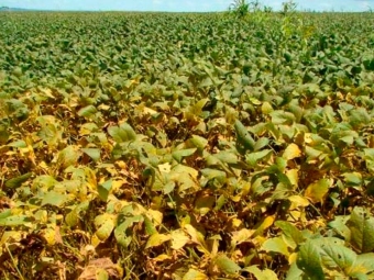 Lavoura de Soja - Ferrugem - 16:9