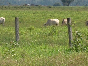 Fazenda de Ermilo Paulo Roraima 2019