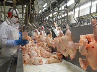 Frigorífico frango