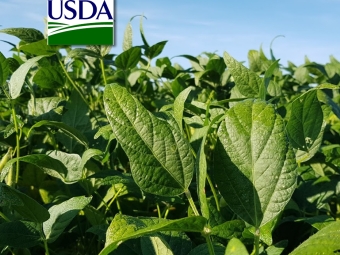 Lavoura de soja folhas verdes USDA 16:9