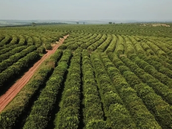 cafezal