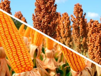 Milho e Sorgo 16:9