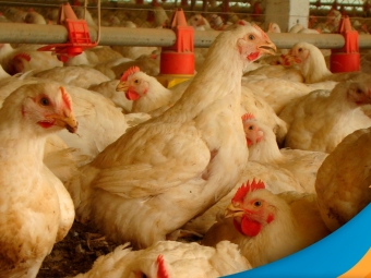 frango-1