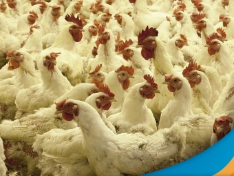 frango 1920x1080