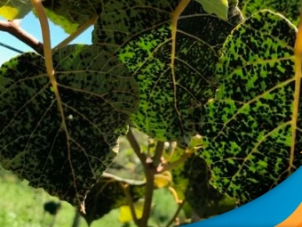 Fuligem-Negra-Kiwi