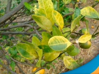 greening