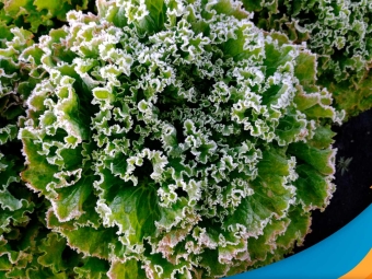 hortifruti