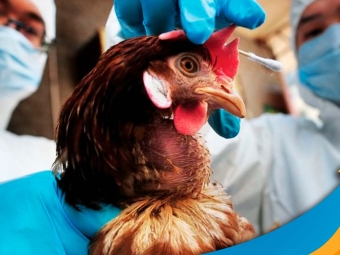 influenza aviaria 29-03-23