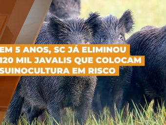 javalis