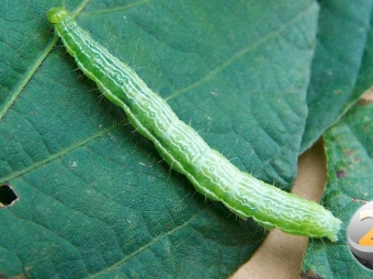 lagarta