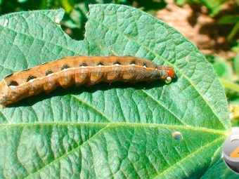 lagarta-spodoptera