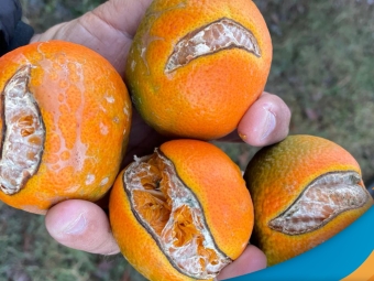 laranja 1920x1080