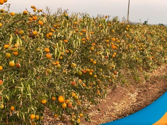 laranja