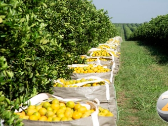 laranja-3