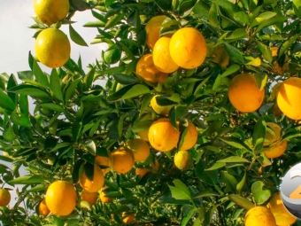 laranja-4