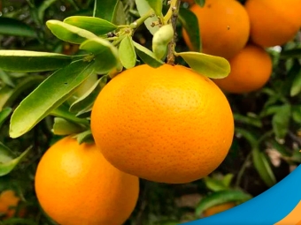 laranja-7