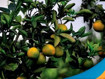 laranja