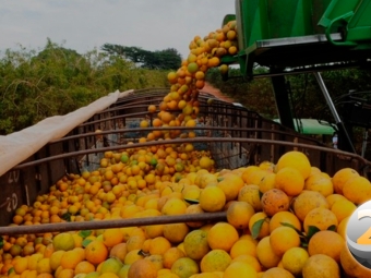 laranja-