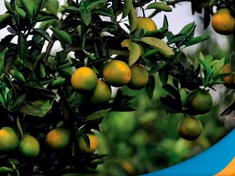 laranja