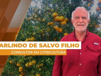 laranja site