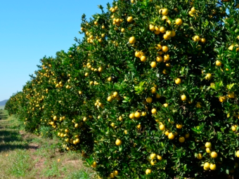 lavoura de laranja