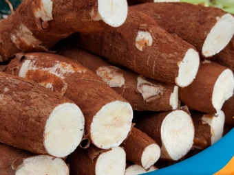 mandioca-