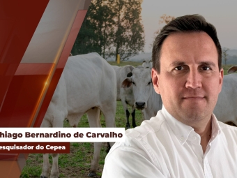 Mercado do Boi Gordo site