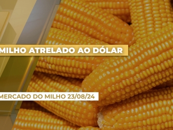 mercado-do-milho