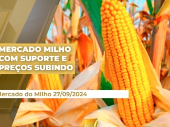mercado-milho