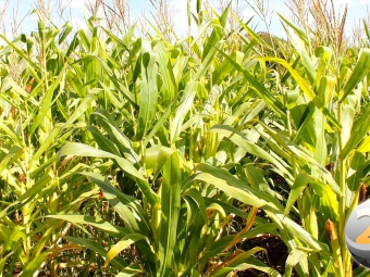 milho-13