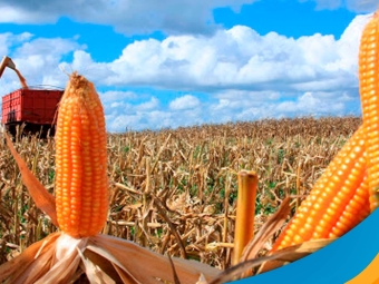 milho