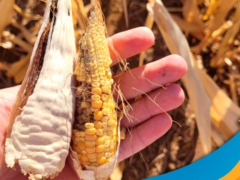 milho-danificado