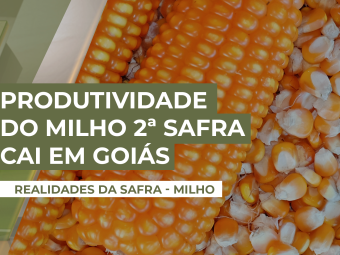 milho-hoje
