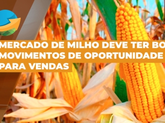 milho