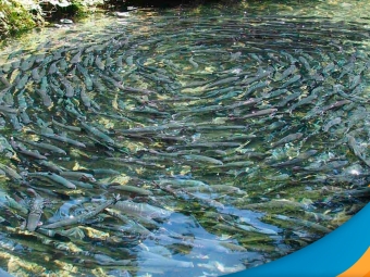 peixe