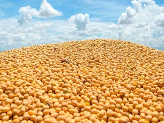 pilha de soja