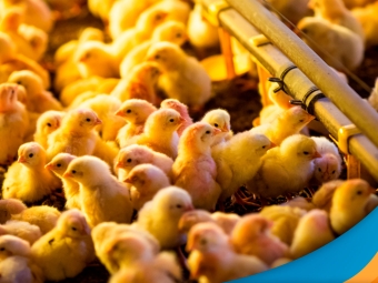 pintos-de-corte-3