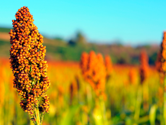 sorgo