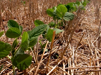 plantio-direto-1080