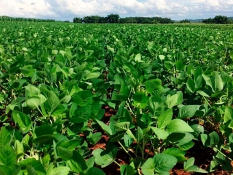 plantiodesoja