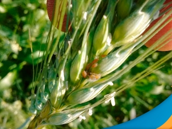 pulgao