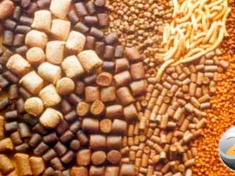 racoes