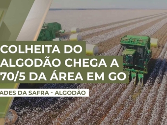 realidades-algodao