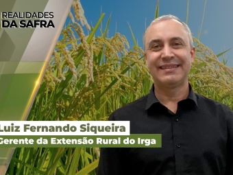 realidades-da-safra---arroz-site