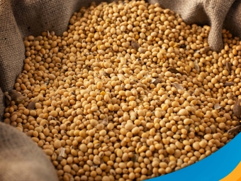 soja 23