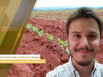 Soja e Milho site