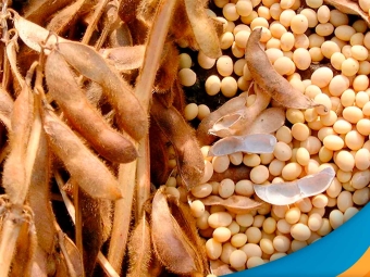 soja