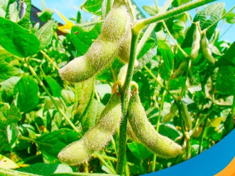 SOJAAA