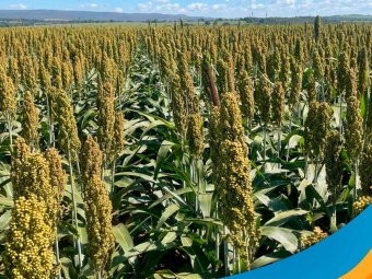 sorgo